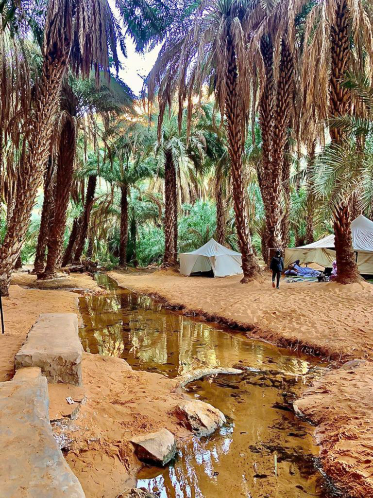 Desert oasis shaded in palms with an encampment