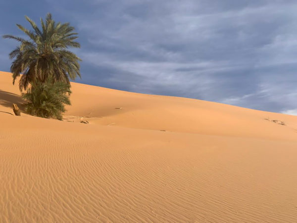 A sole palm stands in the side of a soft, smooth Azouegan dune