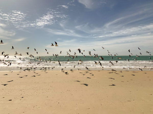 Seabirds flock along the beach of Banc d'Arguin