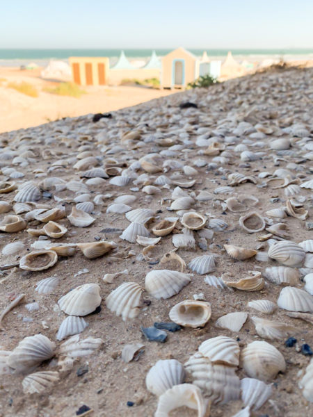 Small shells decorate the beach of Banc d'Arguin