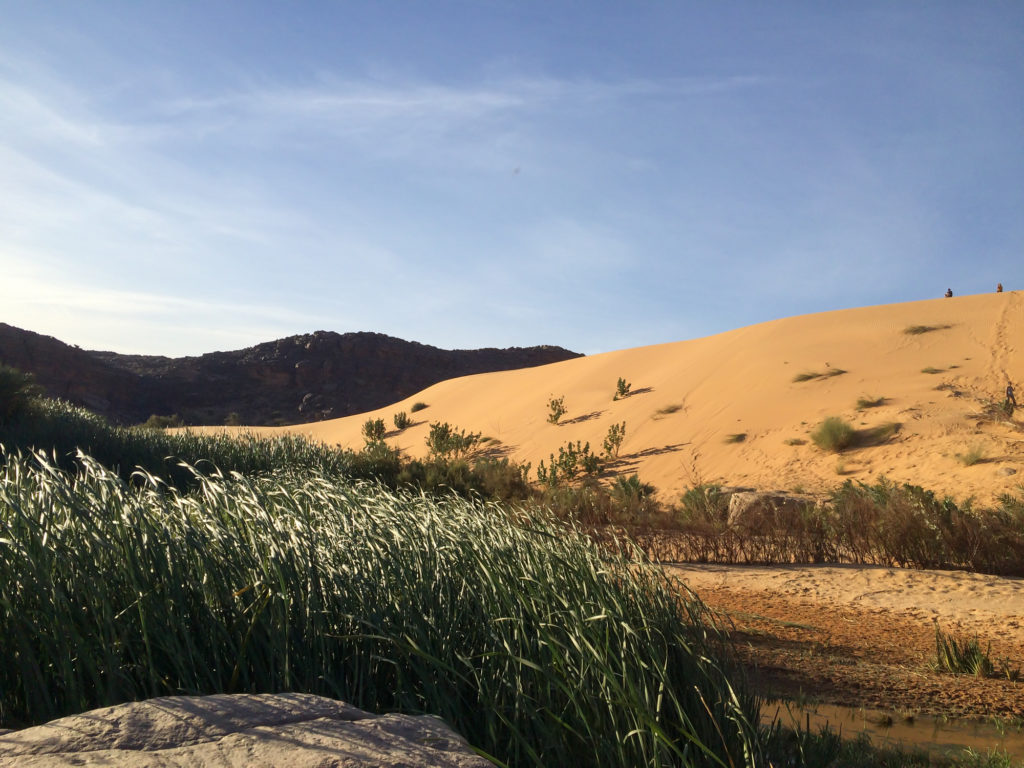 Desert oasis in Mauritania