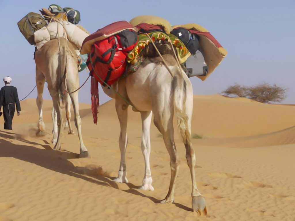 Camels carry luggage and provisions uphill