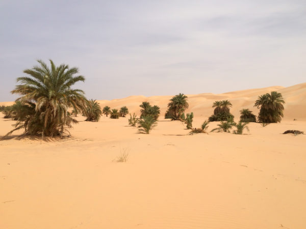Palms stand along the horzon, backed by large, sandy desert dunes