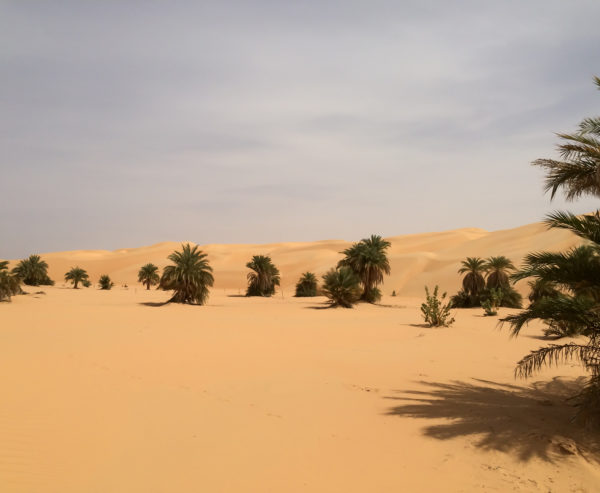 A high noon sun casts shadows below palms along the big dunes of Azouega