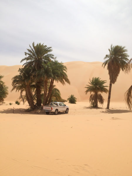A truck parks in the shade of a tall palm along the Azouegan dunes