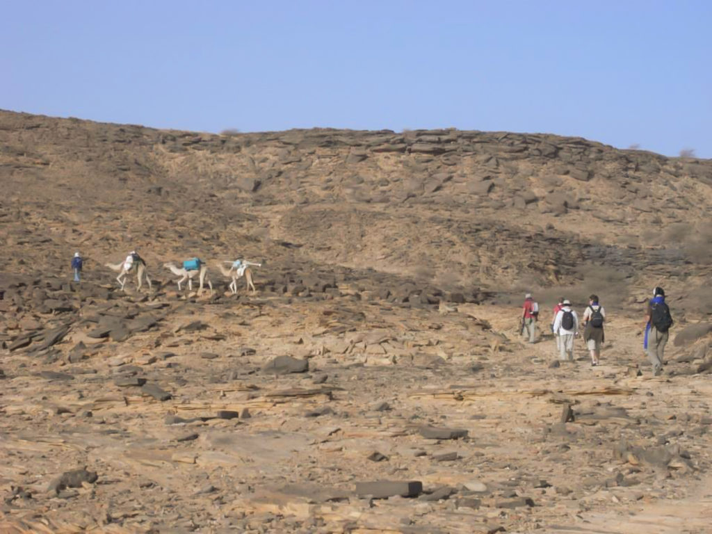 A group treks up a hill with camels porting their provisions